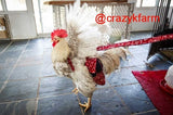 A rooster wearing a CLEARANCE Hen Holster Bird Diaper/Harness with Permanent Liner is standing on a tile floor.