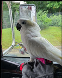 A white cockatoo wearing a CLEARANCE Hen Holster Bird Diaper/Harness with Permanent Liner is perched on the dashboard of a car.