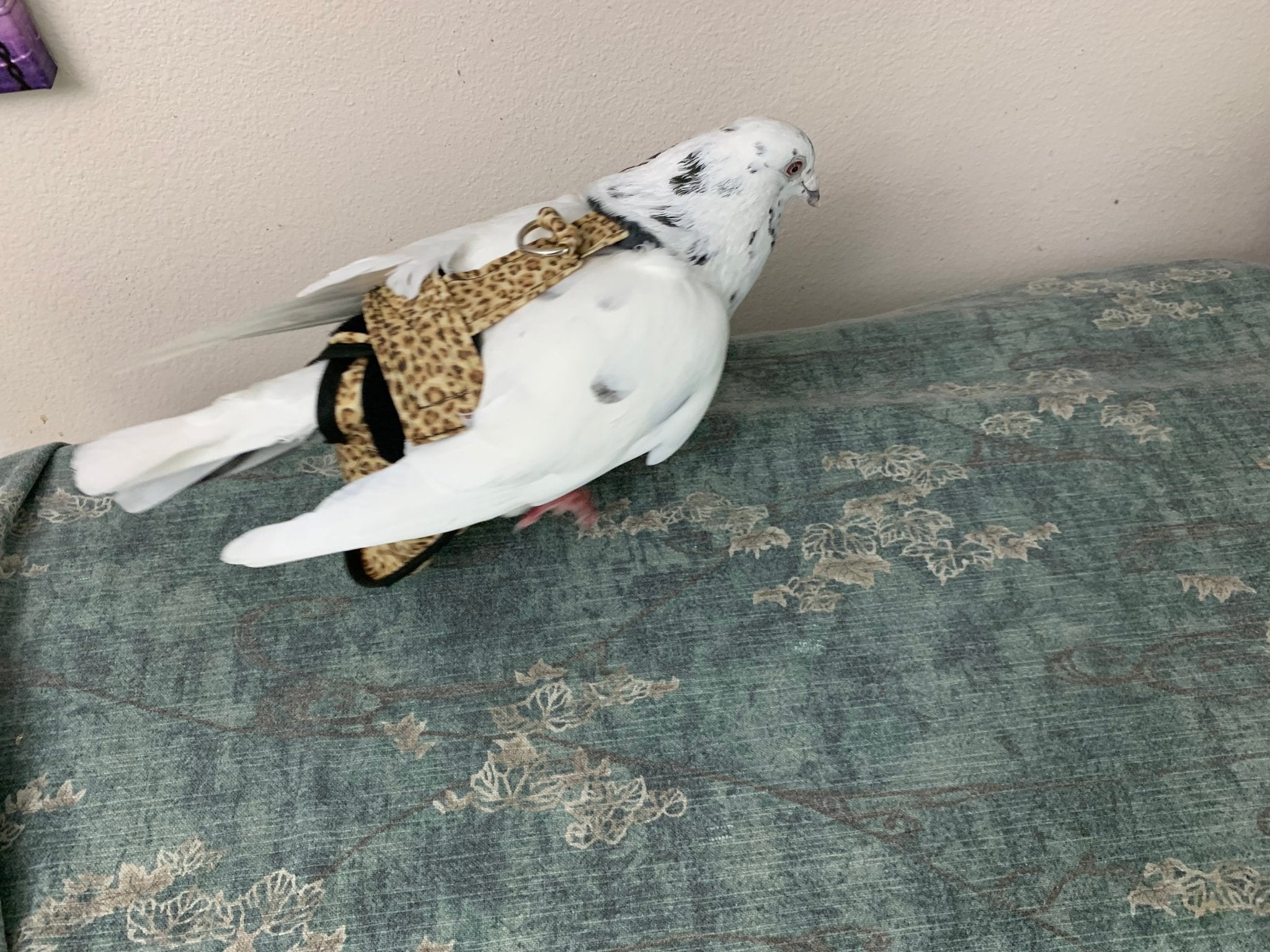 Hen Holster Chicken Diaper Harness with Permanent Sewn-in Liner (Duck Diaper, Goose Diaper, Parrot Diaper)