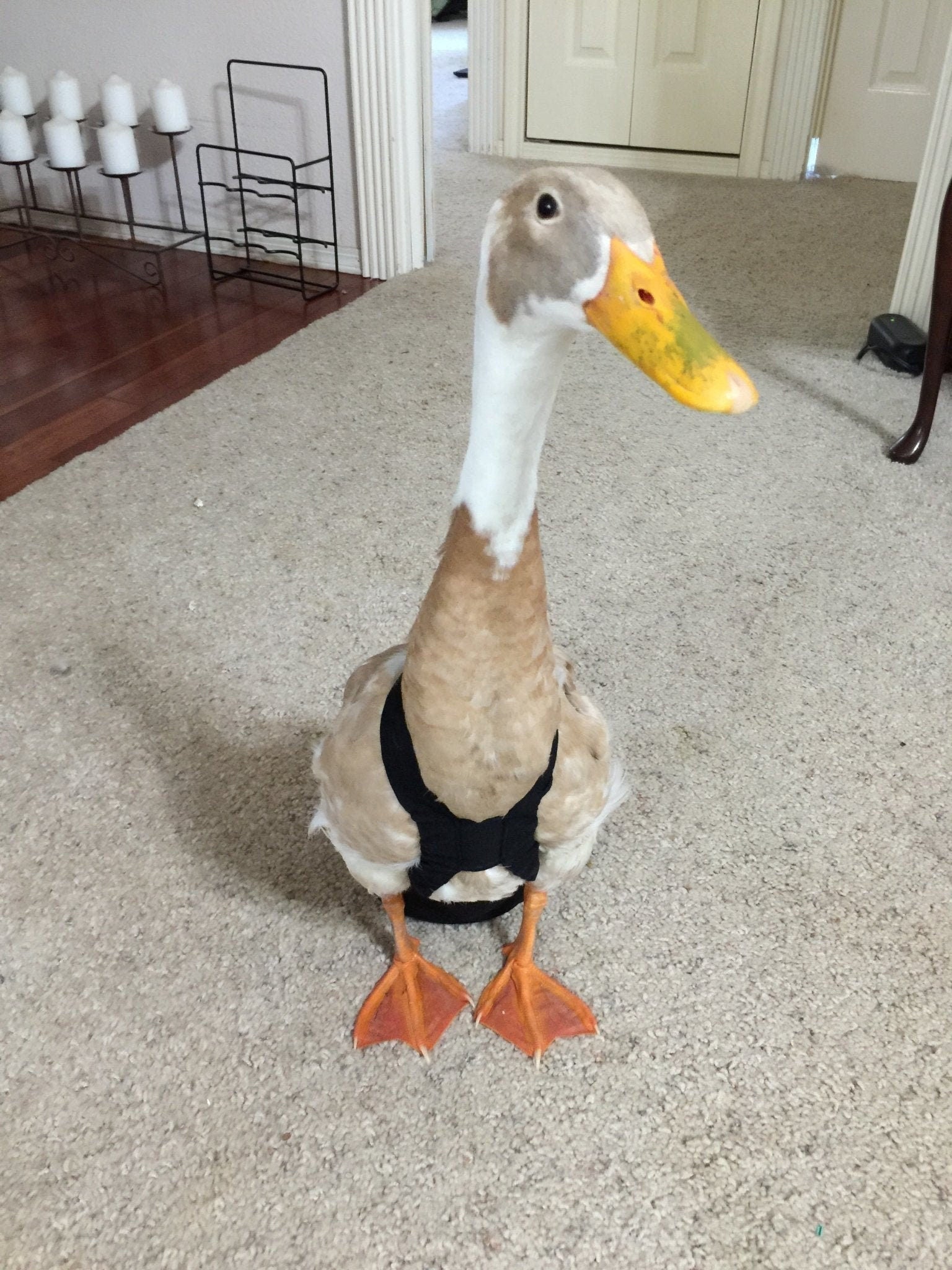 Hen Holster Duck Diaper Goose Diaper Removable Liners