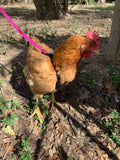 Hen Saver Made-in-the-USA Chicken Harness - Chicken harness