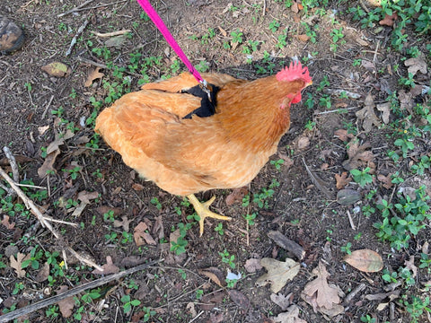 Hen Saver Made-in-the-USA Chicken Harness - Chicken harness