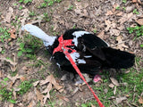 Hen Saver Made-in-the-USA Pet Chicken/Duck Harness - Chicken harness