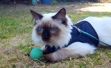 Kitty Holster Cat Harness (Made in USA) - cat harness