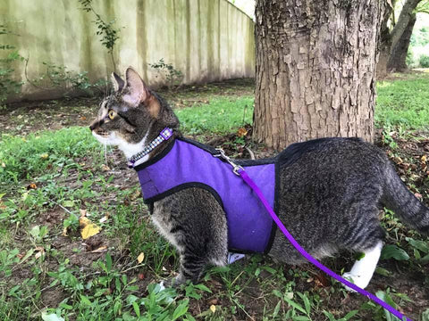 Kitty Holster Cat Harness - Soft and Secure Walking Vest – Crazy K Farm ...