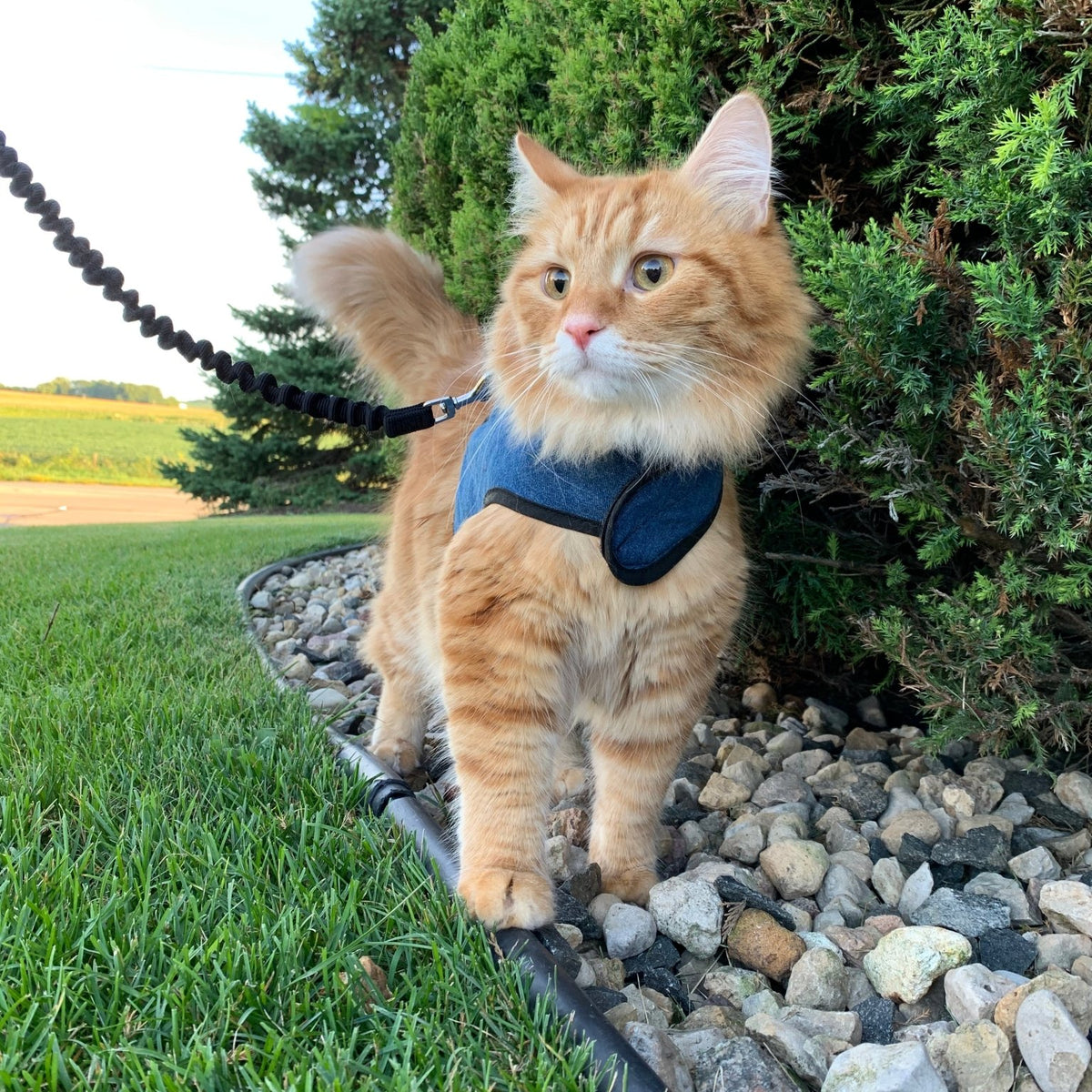Kitty Holster Cat Harness