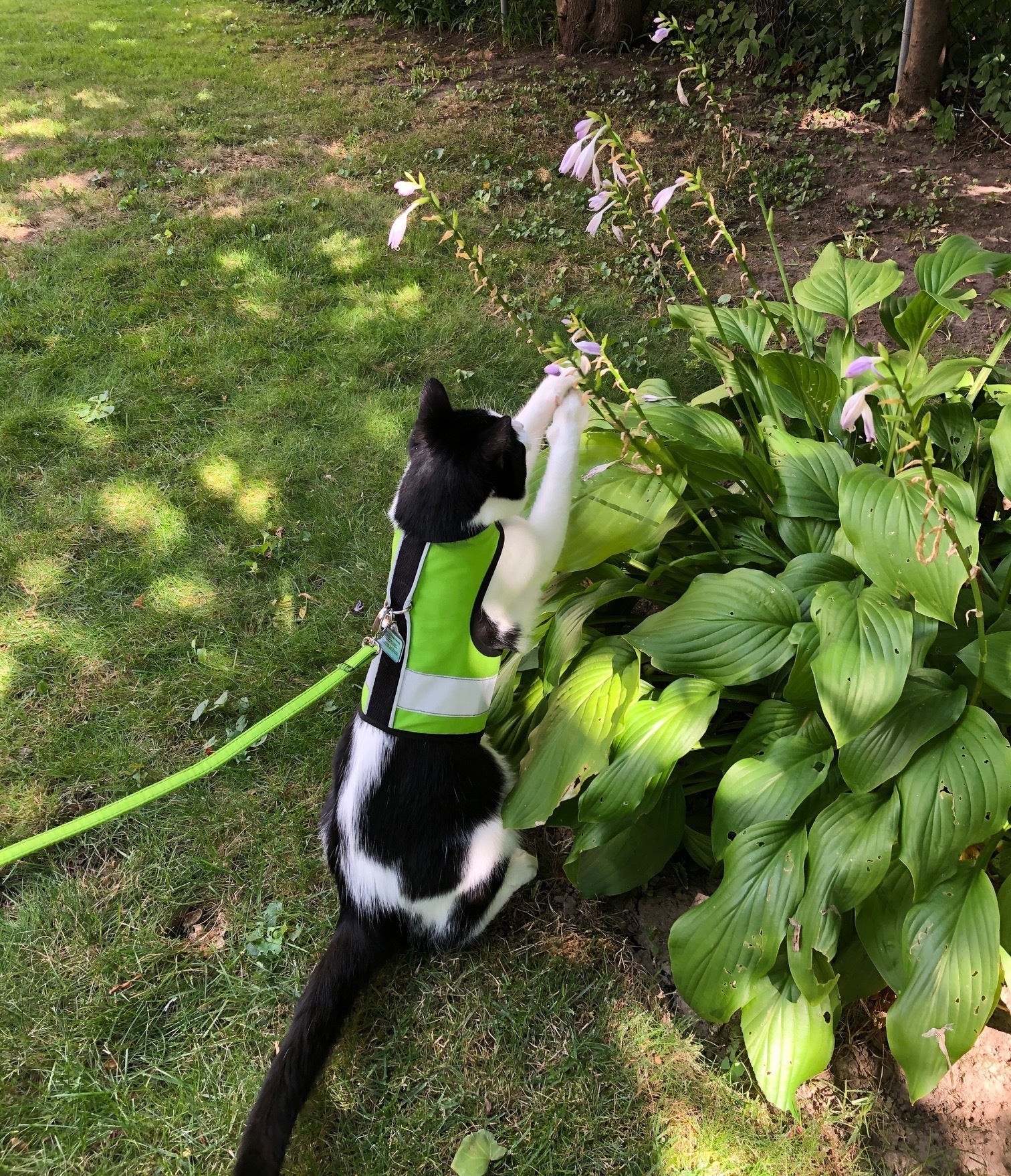 Kitty Holster Cat Harness (Made in USA Reflective Safety Harness) Loud Lime S M