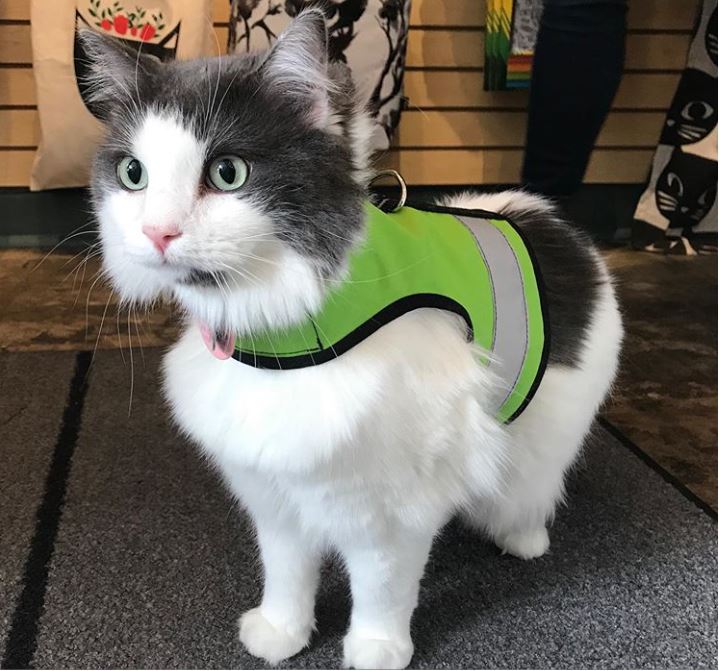 Kitty Holster Cat Harness (Made in USA Reflective Safety Harness)