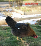 A CLEARANCE SALE Hen Saver Hen Apron/Saddle (Old-style) is walking on the grass in a yard.