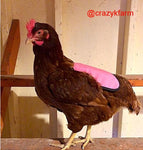 A CLEARANCE SALE Hen Saver Hen Apron/Saddle (Old-style) wearing a pink apron.