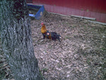 A rooster standing next to a tree, wearing a CLEARANCE SALE Hen Saver Hen Apron/Saddle (Old-style).