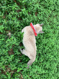 Prey Saver® Cat Collar - CATS